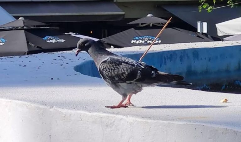 Κτηνωδία στις Σέρρες – Κάρφωσαν ξύλινο καλαμάκι σε περιστέρι