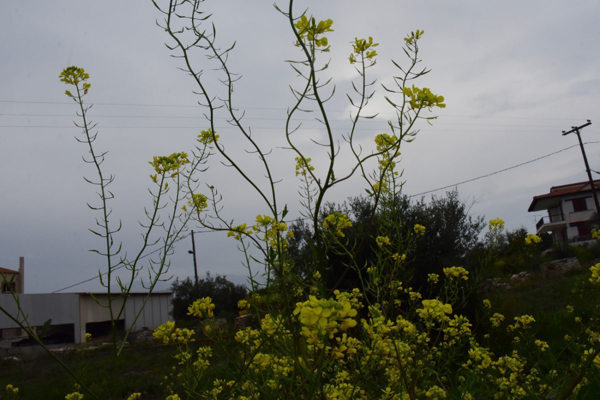 Καιρός: Αίθριος με άνοδο της θερμοκρασίας – Πού θα σημειωθούν βροχές και χιονοπτώσεις
