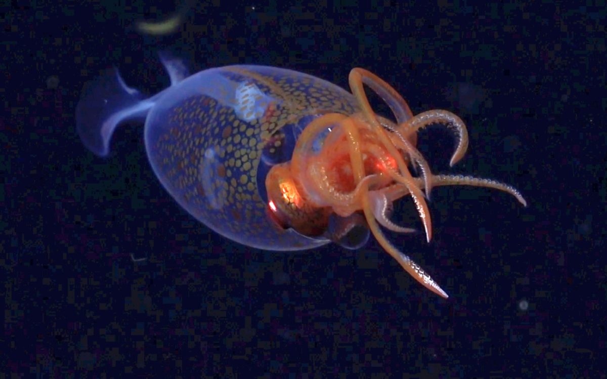 Έναν αιώνα μετά την ανακάλυψή του, το «κολοσσιαίο καλαμάρι» απαθανατίστηκε για πρώτη φορά ζωντανό