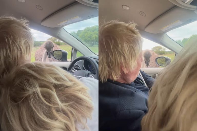 Η στιγμή που στρουθοκάμηλος δαγκώνει τον Μπόρις Τζόνσον [Βίντεο]