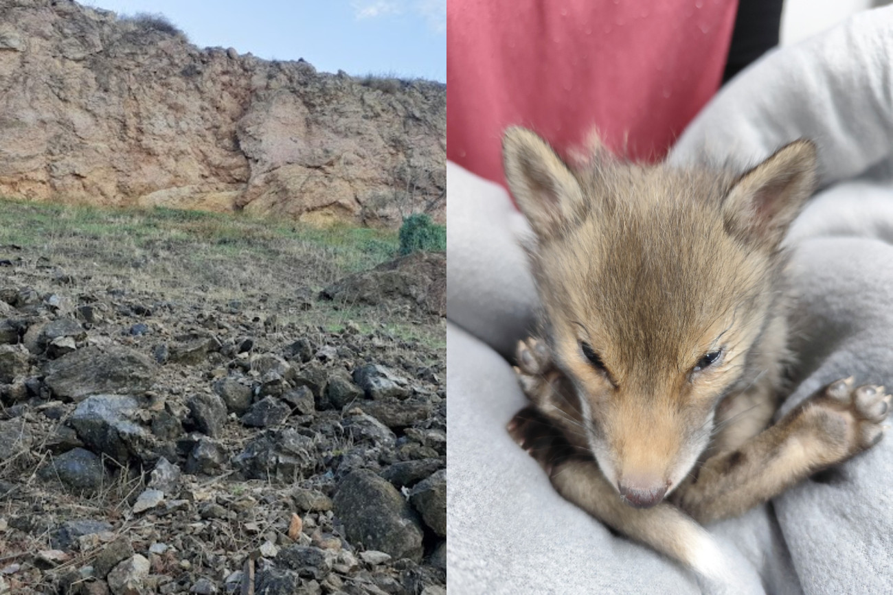 Κυψέλη: Σε κρίσιμη κατάσταση η μικρή αλεπού που τραυματίστηκε βαριά πέφτοντας από βράχο