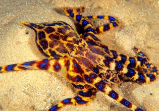 To πιο δηλητηριώδες χταπόδι του κόσμου δηλητηριάζει ακόμα και τη σύντροφο της ζωής του