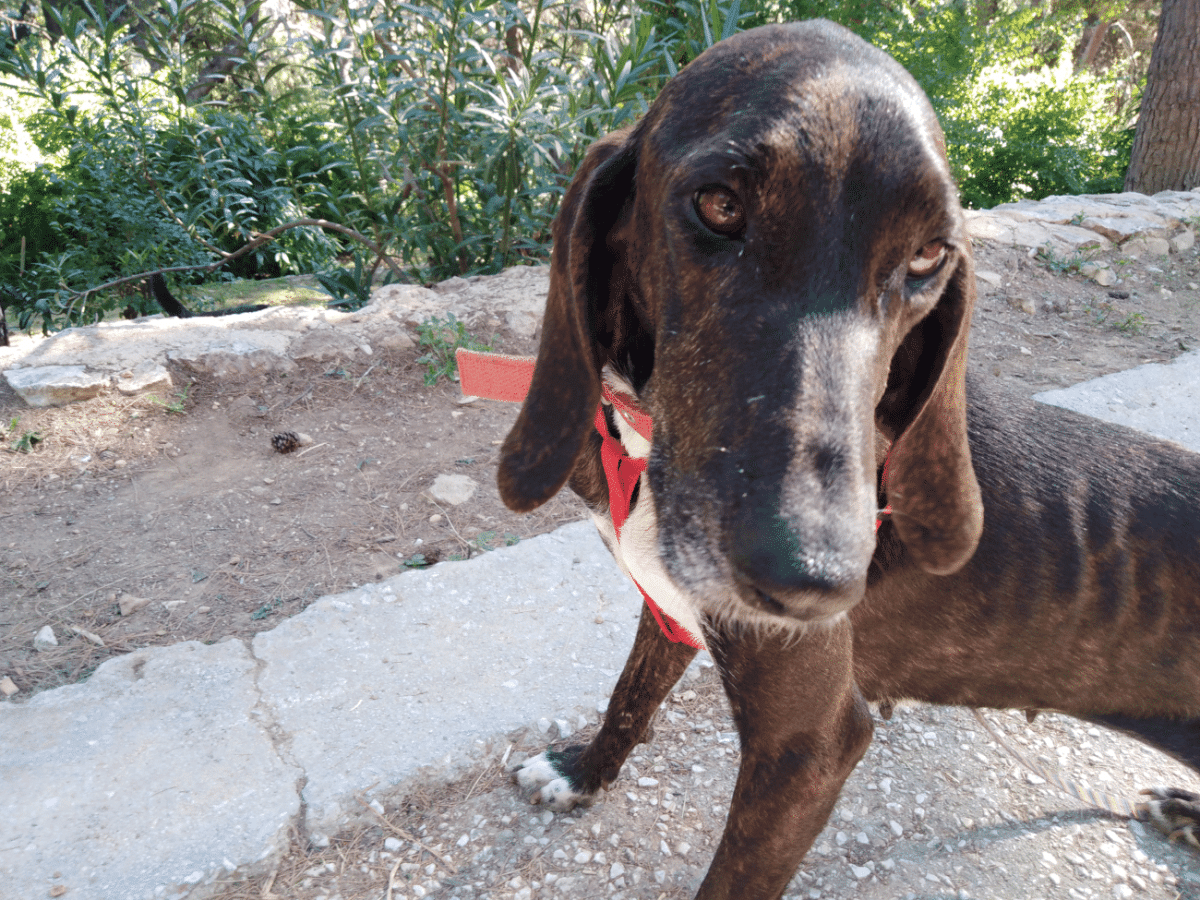 Λέια: Η ιδιαίτερη σκυλίτσα αναζητά μια οικογένεια