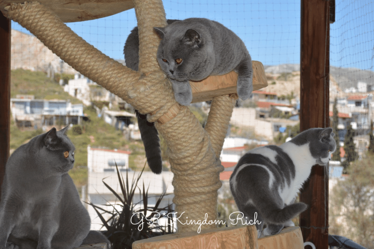 Η φινετσάτη Βρετανική Κοντότριχη γάτα, ιδανική για κάθε οικογένεια