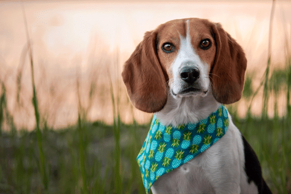 Πασχαλινές διακοπές χωρίς τον σκύλο μας – Πώς θα περάσει όσο γίνεται καλύτερα μακριά μας