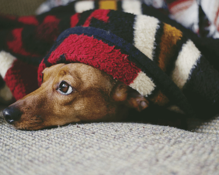 Πόσο σημαντικός είναι για τον σκύλο ο σεβασμός μας στις «προσωπικές ζώνες» του