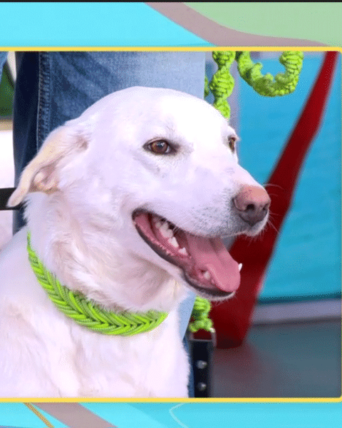 Η αδεσποτούλα νεαρή σκυλίτσα Ολίβια, πρώην μανούλα, ευελπιστεί να βρει τον άνθρωπό της