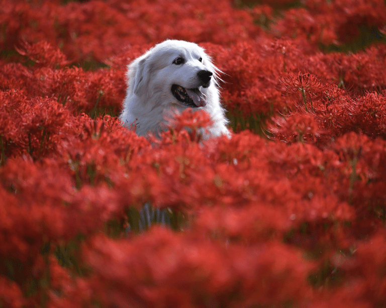 Τα επικίνδυνα παράσιτα για την υγεία του σκύλου μας – Μέτρα πρόληψης