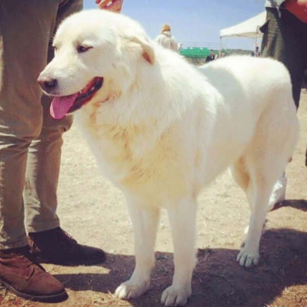 Λευκό Ελληνικό Τσοπανόσκυλο: Αριστοκρατικό, με ευγενικό παράστημα και ισχυρή προσωπικότητα