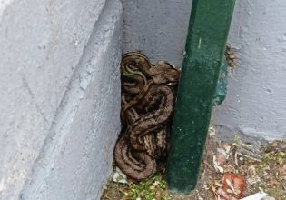 Πατήσια: Φίδι λαφιάτης βρέθηκε σε προαύλιο σχολείου