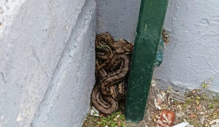 Πατήσια: Φίδι λαφιάτης βρέθηκε σε προαύλιο σχολείου