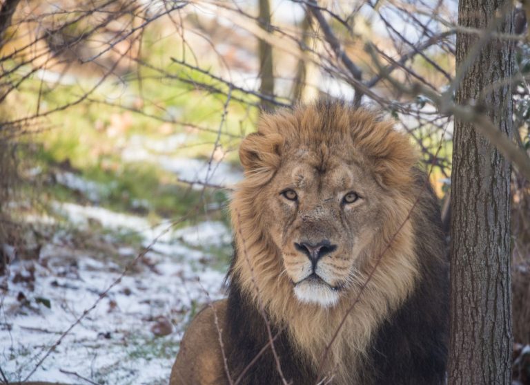 Το Vodafone TV σας στέλνει στο Λονδίνο: Ζήστε μια μοναδική εμπειρία από τον κόσμο του Μουφάσα!