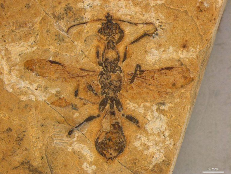 Μυρμήγκι της Κόλασης: Το αρχαιότερο μυρμήγκι ηλικίας 113 εκατ. ετών