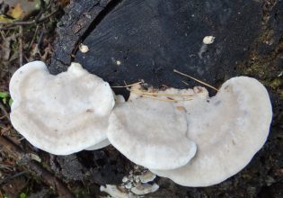 Μανιτάρι που φυτρώνει στην Ελλάδα περιέχει την πιο πικρή ουσία του κόσμου