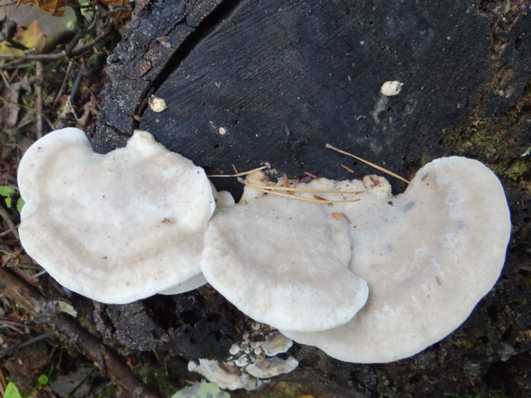 Μανιτάρι που φυτρώνει στην Ελλάδα περιέχει την πιο πικρή ουσία του κόσμου