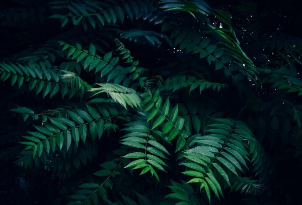 Το δέντρο της αυτοκτονίας – Το φρούτο πονγκ-πονγκ του «White Lotus» υπάρχει στ’ αλήθεια