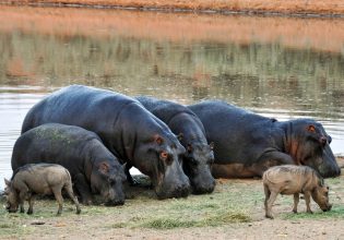 Δεκάδες ιπποπόταμοι πέθαναν από άνθρακα σε εθνικό πάρκο του Κογκό
