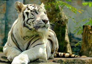 Λευκός τίγρης επιτέθηκε σε υπάλληλο τσίρκου στην Αίγυπτο