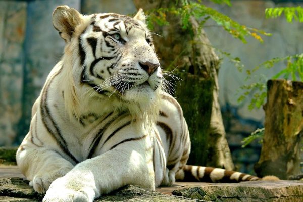 Λευκός τίγρης επιτέθηκε σε υπάλληλο τσίρκου στην Αίγυπτο