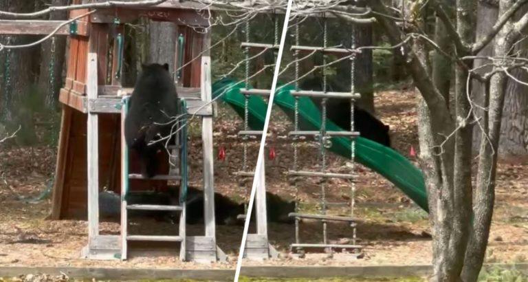 Viral: Αρκούδα εισέβαλε στην αυλή οικογένειας για να κάνει τσουλήθρα [βίντεο]