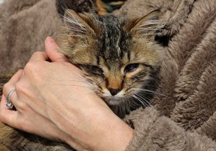 Γάτες: Το μακάβριο μυστικό πίσω από την εξημέρωσή τους