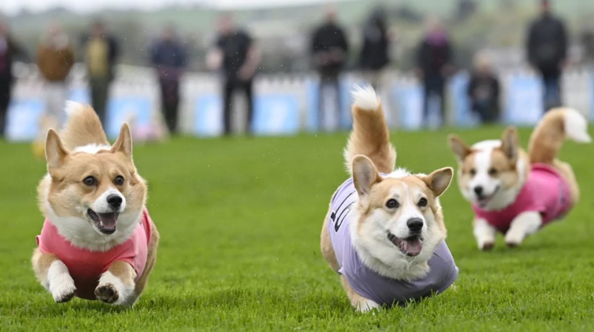 The Corgi Derby: O πιο κωμικός αγώνας δρόμου με σκυλιά με πολύ κοντά πόδια είναι γεγονός!