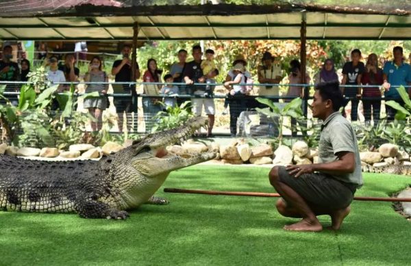 Κίνα: Σε πλειστηριασμό εκατοντάδες κροκόδειλοι – Παραλαβή με δικό σου όχημα