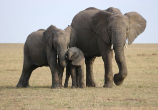 Viral βίντεο με ελέφαντες που προστατεύουν τα μικρά τους κατά τη διάρκεια σεισμού