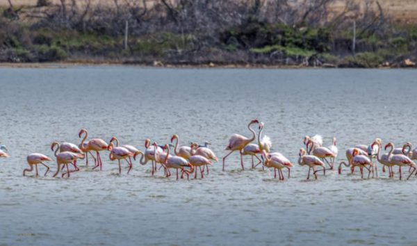 Νάξος: Μοναδικές εικόνες από το νησί – Πάνω από 160 φλαμίνγκο έκαναν στάση στην Αλυκή