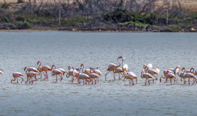 Νάξος: Μοναδικές εικόνες από το νησί – Πάνω από 160 φλαμίνγκο έκαναν στάση στην Αλυκή