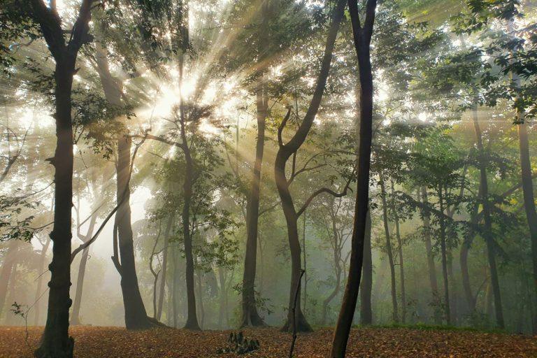 Δέντρα ελπίδας στο Δήμο Σιντικής: To φυσικό μεταλλικό νερό Βίκος στο πλευρό της κοινωνίας και του περιβάλλοντος