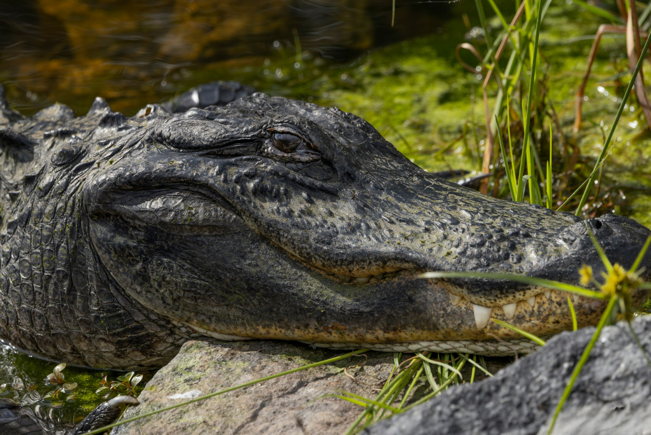 Γιγαντιαίος αλιγάτορας εισβάλλει σε γήπεδο και διακόπτει παιχνίδι