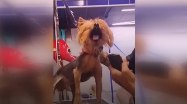 Βόλος: Κύμα αγανάκτησης για την κομμώτρια κατοικίδιων – Νέα βίντεο σοκ από τον τρόπο που φέρεται στα ζώα