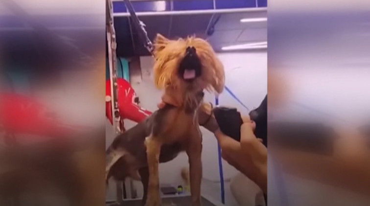 Βόλος: Κύμα αγανάκτησης για την κομμώτρια κατοικίδιων – Νέα βίντεο σοκ από τον τρόπο που φέρεται στα ζώα