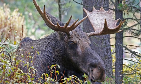 Η ετήσια μετανάστευσης της άλκης έγινε τηλεοπτική επιτυχία στη Σουηδία