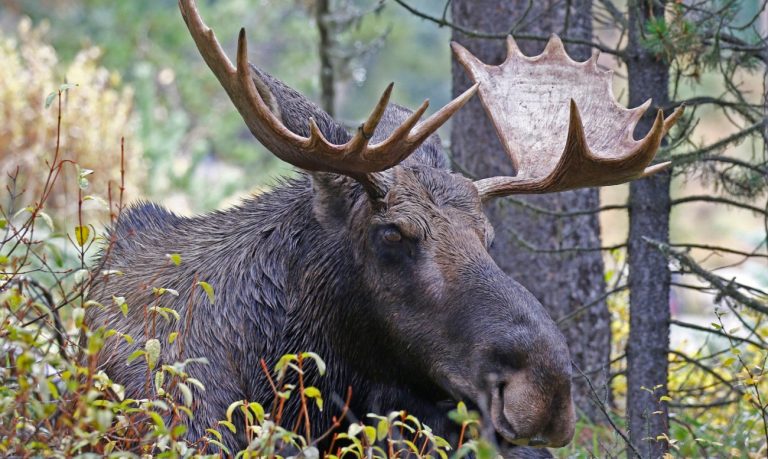 Η ετήσια μετανάστευσης της άλκης έγινε τηλεοπτική επιτυχία στη Σουηδία