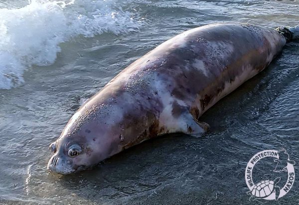 Νάξος: Φώκια Monachus monachus μπλέχτηκε σε πετονιές και ξεβράστηκε σε παραλία του νησιού
