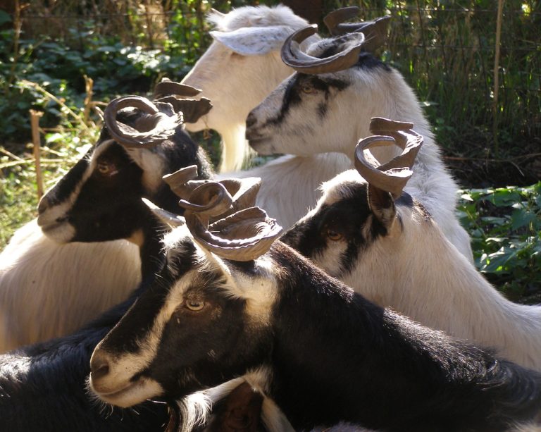 Ουλόκερος: Μια αρχαία ελληνική γίδα απειλείται με εξαφάνιση