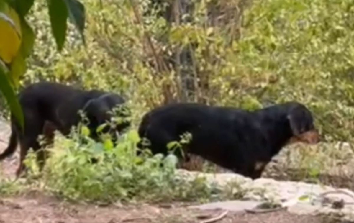 Κλειστό το άλσος Παγκρατίου λόγω αγέλης μεγαλόσωμων σκυλιών – Έρευνα για το άτομο που τα εγκατέλειψε
