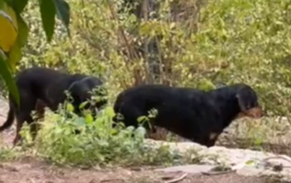 Κλειστό το άλσος Παγκρατίου λόγω αγέλης μεγαλόσωμων σκυλιών – Έρευνα για το άτομο που τα εγκατέλειψε