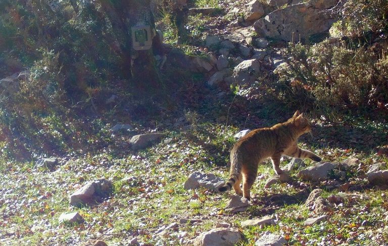 Ο ενδημικός φουρόγατος ζει και βασιλεύει στα βουνά της Κρήτης