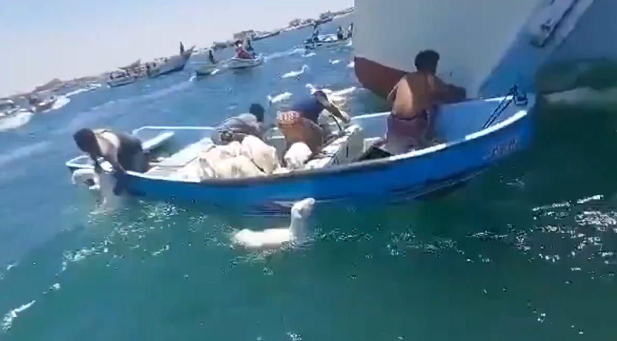 Υεμένη: Ψαράδες έσωσαν πρόβατα που έπεσαν στη θάλασσα από πλοίο που ναυάγησε
