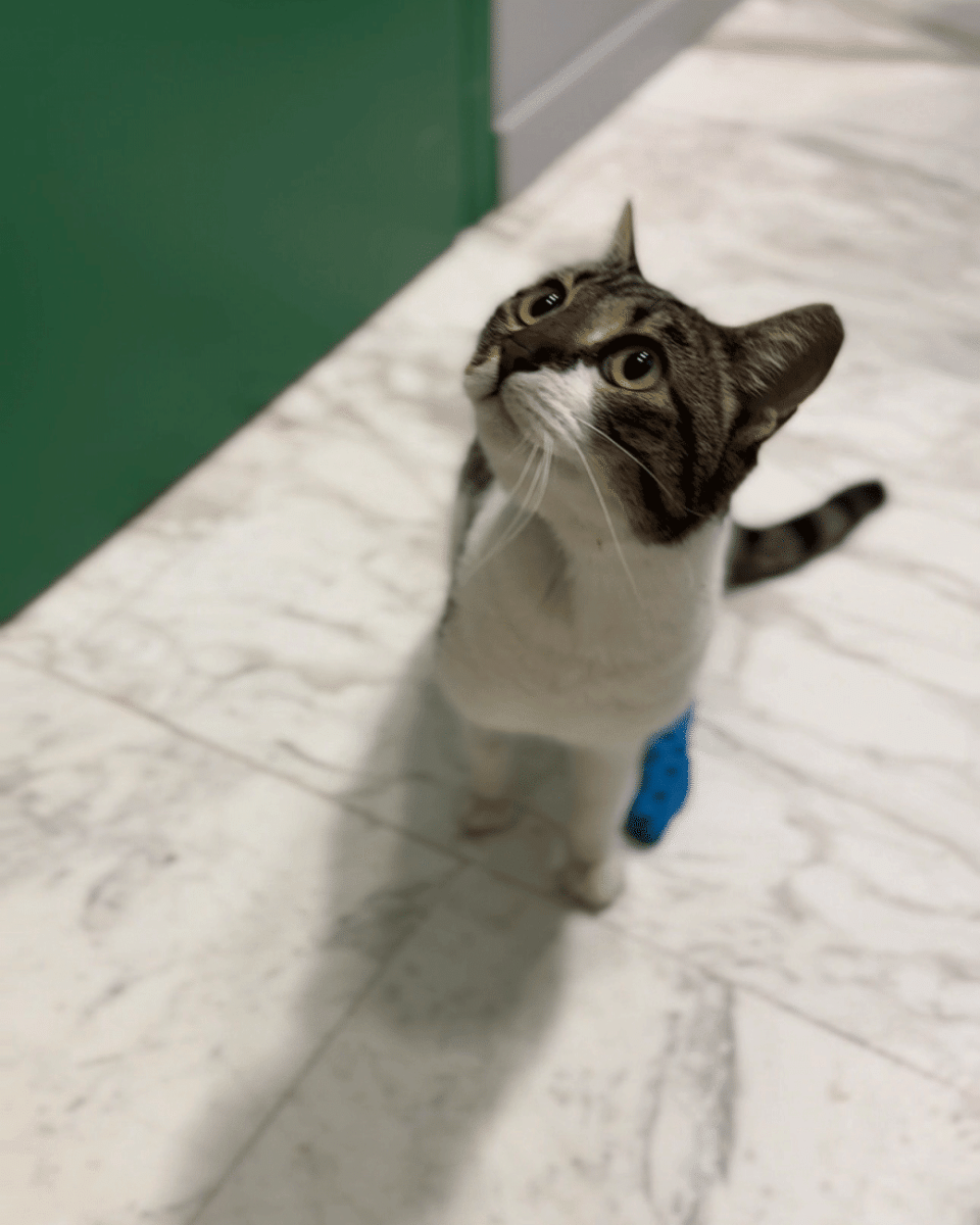 Συνεισφέρουμε για τη χειρουργική επέμβαση της αδεσποτούλας γατούλας Μπιάνκα