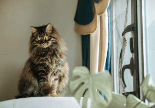 Τα επικίνδυνα για τη γάτα σας φυτά που πρέπει να εξαφανίσετε από τον χώρο σας – Ποια είναι ακίνδυνα