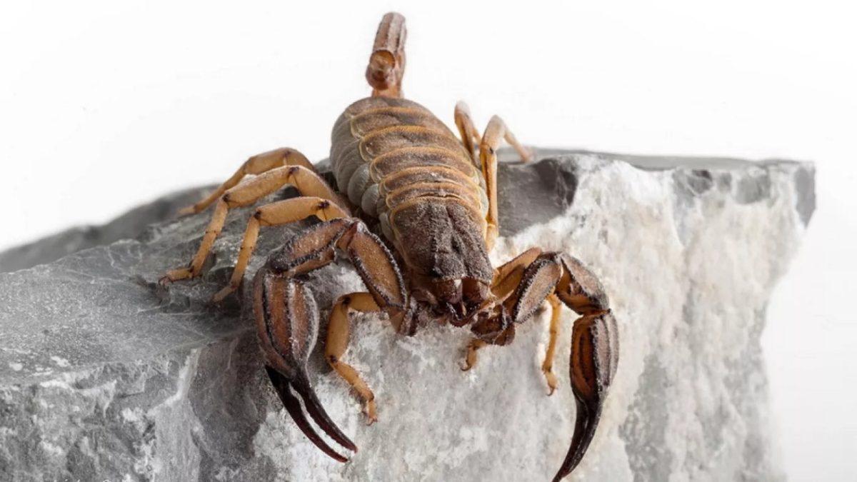 Στην Ελλάδα ζουν 36 είδη σκορπιών. Το είδος . Euscorpius simaiakisi ανακαλύφθηκε μόλις το 2022 (Απόστολος Τριχάς -NHMC)