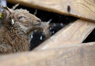 Χαλκιδική: Νέα κρούσματα ευλογιάς – Θανάτωση 1.600 προβάτων