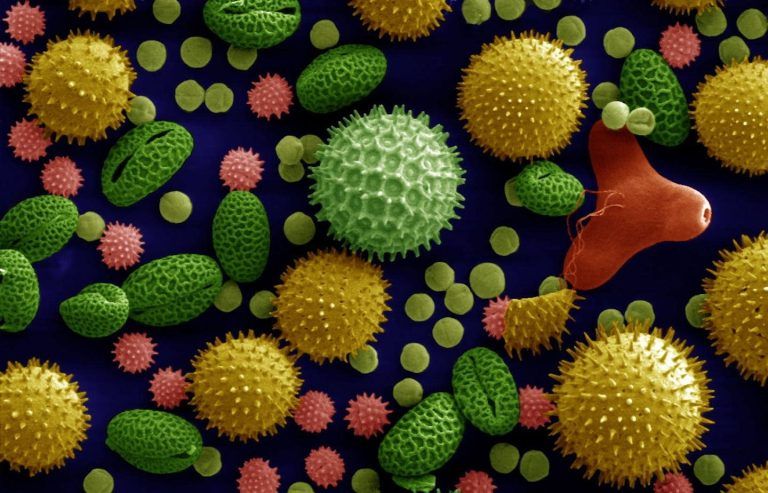 Από το τέλος των δεινοσαύρων μέχρι την κατάρρευση των Μάγια, η γύρη θυμάται την ιστορία της Γης