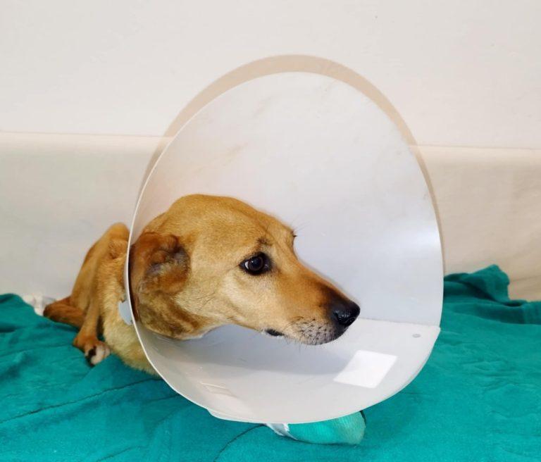 Κρήτη: Άγρια κακοποίηση σκύλου στο Ηράκλειο – Τον πυροβόλησαν και του έσπασαν κόκκαλα