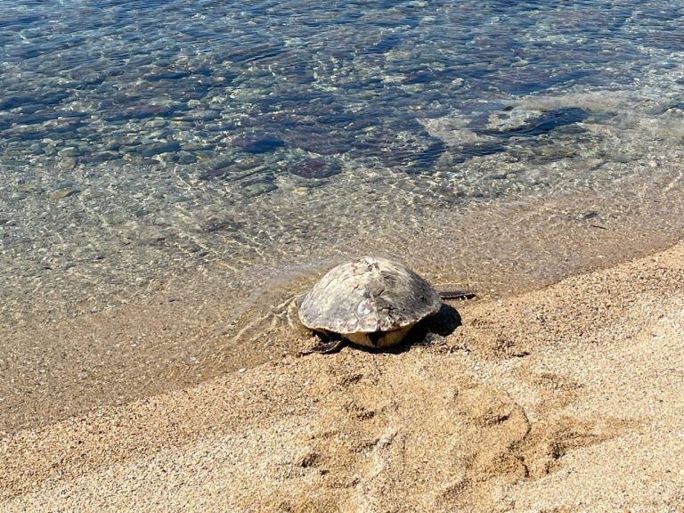 Η χελώνα «Ωκεάνια Κυμοθόη» επέστρεψε νικήτρια στη θάλασσα