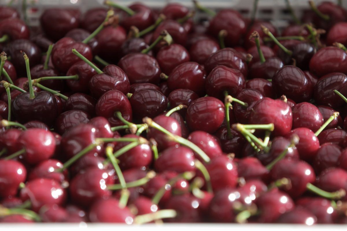 Κεράσια από… χρυσάφι σε λαϊκές και σούπερ μάρκετ – Εκτόξευση τιμών σε σχέση με πέρσι